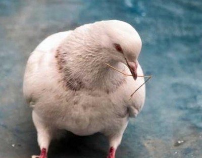 Pwoteje Pwoteje endistri se youn nan nouvo endistri pwason espesyalize