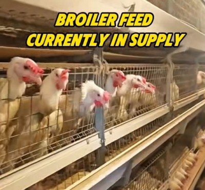 Broiler manje kounye a nan sipò