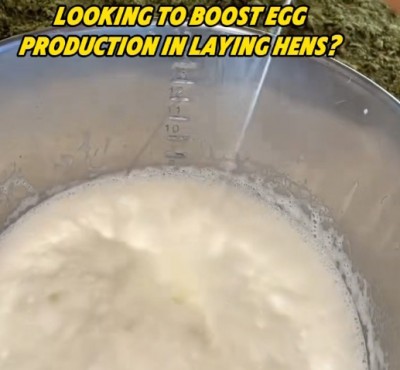 Tcheke pou ogmante pwodiksyon lwil oliv nan poul lanmè?